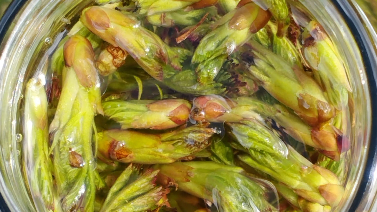 Le Cassis et ses alternatives